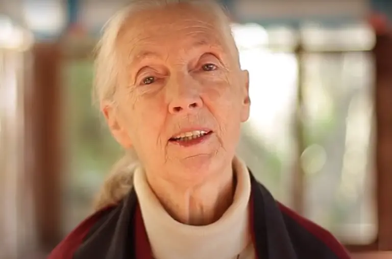 Jane Goodall's perspective on veganism and plant-based diets is grounded in a lifetime of studying and conserving the natural world. While she isn't strictly vegan, her commitment to minimizing harm to animals and the environment is palpable. As one of the most influential voices in conservation and animal welfare, her advocacy for plant-based diets adds significant weight to the global conversation about sustainable and ethical living.